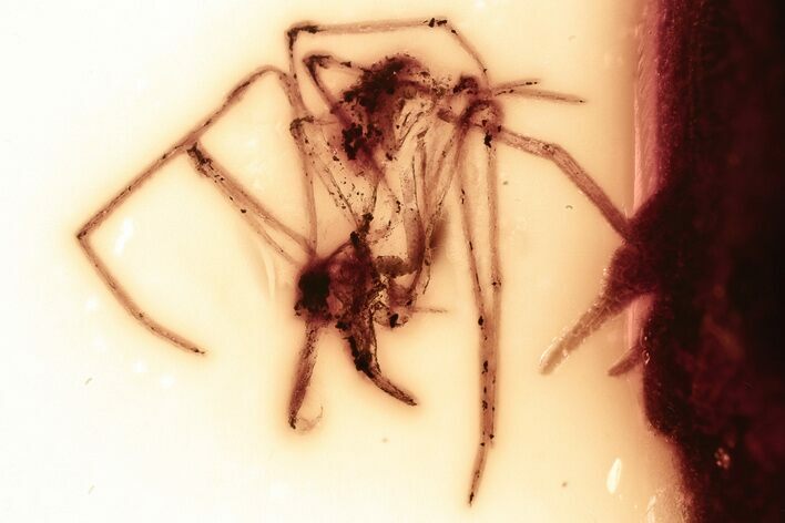Fossil Assassin Spider (Archaeidae) In Baltic Amber - Rare! #381573